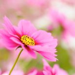Random Wallpapers Pink Cosmos Galaxy S  S High Definition Wallpapers