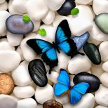 Butterflies On Stones Desktop Background