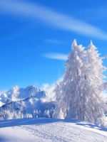 Winter Landsca...