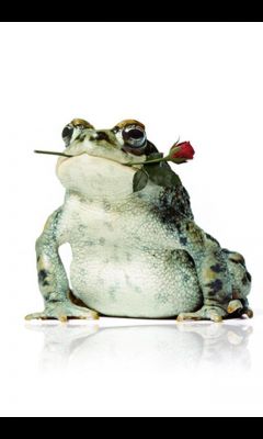 Frog Rose