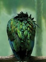 Greeny Bird