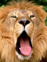Lion Mouth