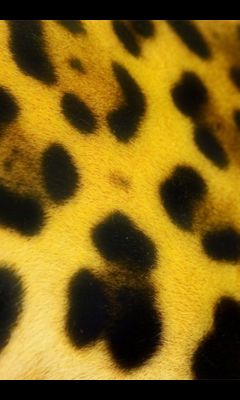 Jaguar Spots