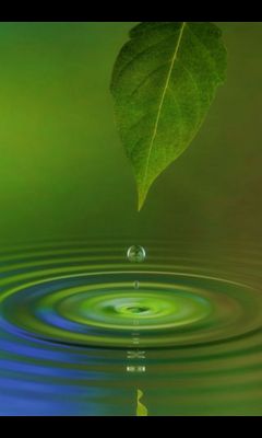 Water Leaf