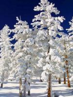 Frozen Pine Tr...