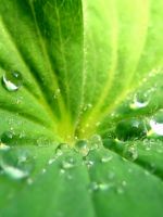 Water on Leaf