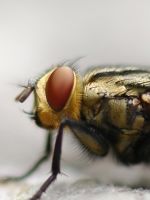 Green-bottle-fly