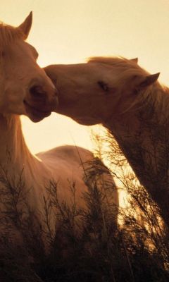 Horse Love