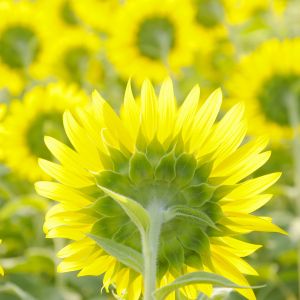 Sunflower Field Wallpapers For The Iphone
