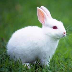 Cute Little White Rabbit On The Grass HD Wallpaper