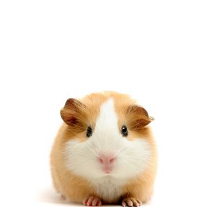 Guinea Pigs Galaxy S  Wallpapers Background And Themes Animals Picture Guinea Pig Wallpaper