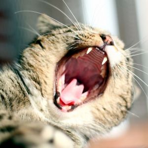 Cat Yawning Wallpaper