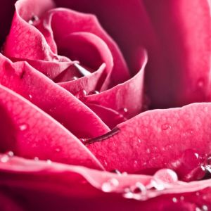Pink Love Rose Natural
