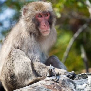 Monkey Sitting Samsung Galaxy S  Wallpaper