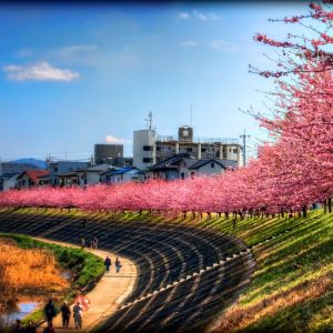 Galaxy S  Wallpaper HD Seasons Spring Sakura Along The River