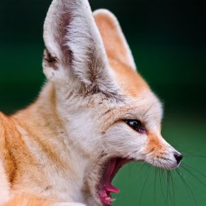 Yawning Fennec Fox Animal Mobile Wallpaper     X