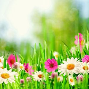 Spring Meadow HD HD Samsung Galaxy S  Wallpapers Free Download