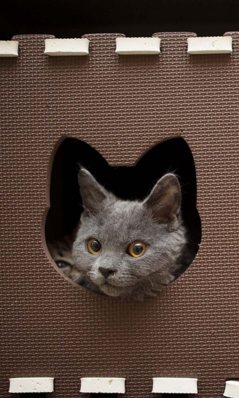 Funny Cat Wallpaper