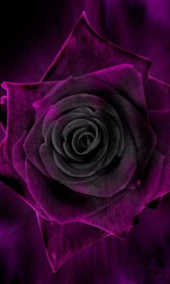 Download Rose        Abstract Mobile Wallpapers    X