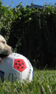 Grass Soccer Puppies     X
