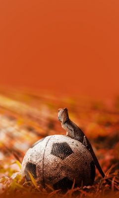 Iguana On A Soccer Ball Animal Mobile Wallpaper    X