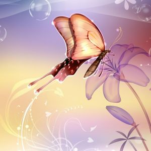 Nature Mexico Butterfly Abstract Flowers Lavender Free Hd