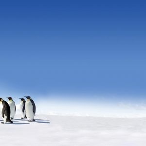 Penguin Family Wallpaper