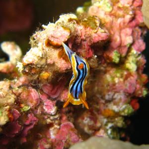 Elphistone Reef