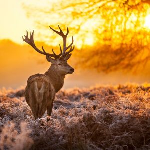 Sunset Deer Wallpaper