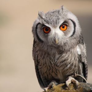 Free Owl Wallpaper For Android