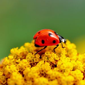 Ladybug On Yellow Flower     X