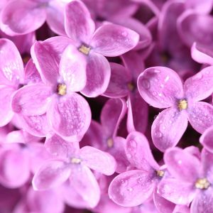 Lilac Flowers Macro Wallpaper