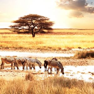 Zebras Savanna Wallpaper