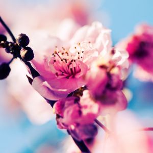 Galaxy S  Wallpaper HD Seasons Spring Beautiful Cherry Blossom