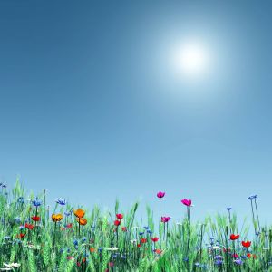 Natural Flower And Sunshine Samsung Smartphone Wallaper