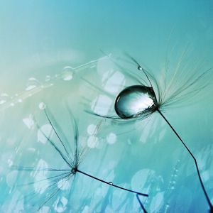 Galaxy S  Wallpaper Hd Nature Water Dandelion