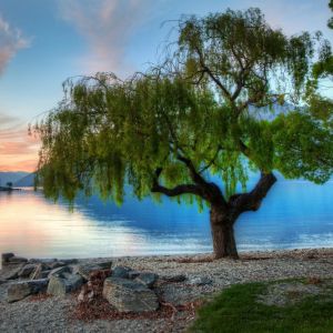 Beautiful Lake Tree Wallpaper