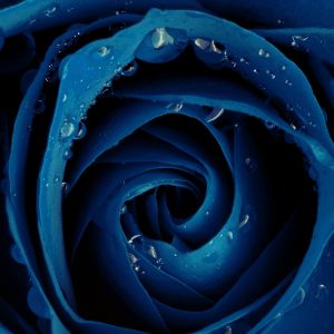 Papers Co Mh   Beautiful Blue Rose Flower Nature    Wallpaper