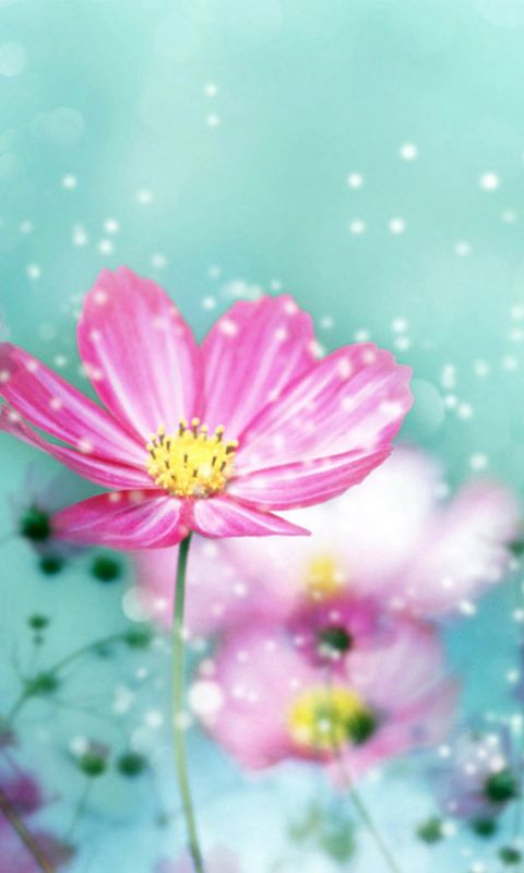 Beautiful Flower Wallpaper