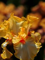 Beautiful Irises Flowers Wallpapers Photos