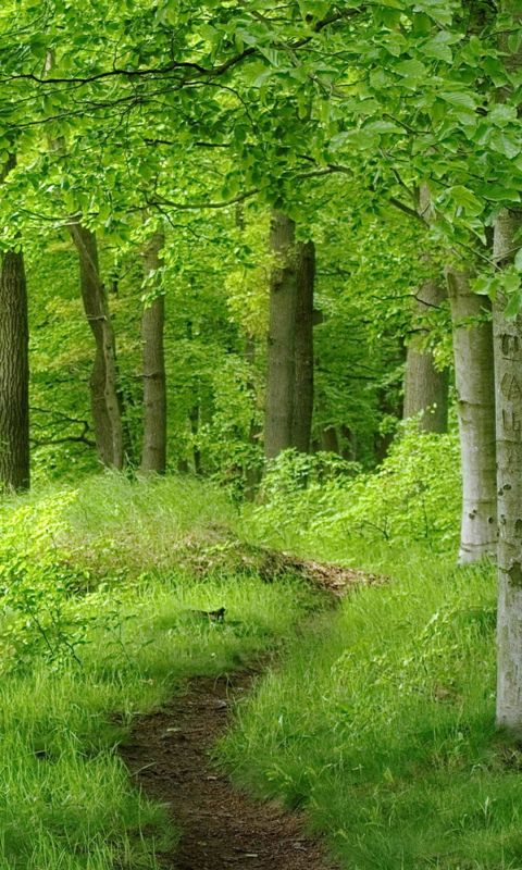 Beautiful Forest Trail Landscape Free Wallpaper For LG G  Smartphone