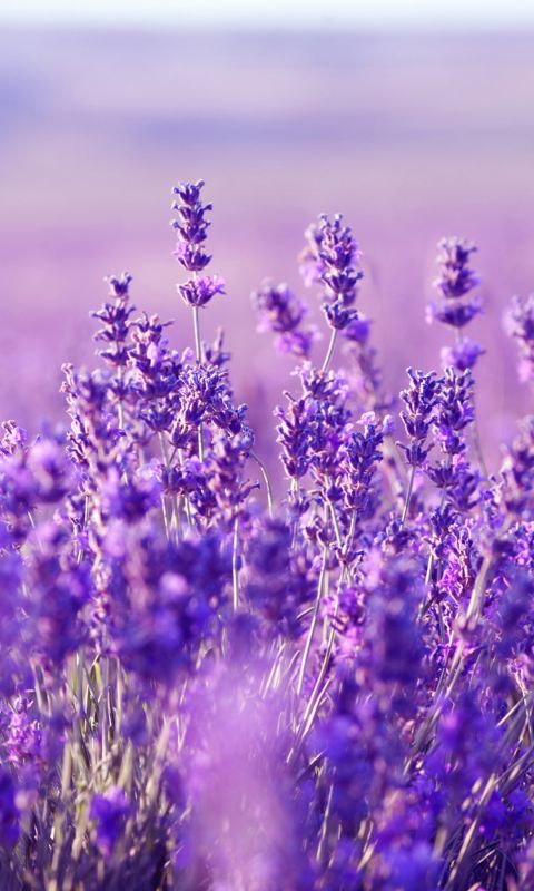 Lavender     X