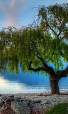 Beautiful Lake Tree Wallpaper
