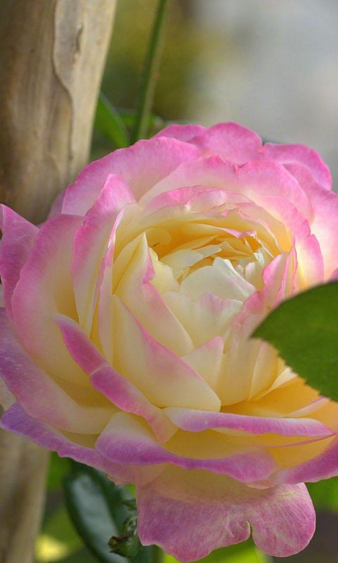 Beautiful Pink Rose Iphone   Wallpaper Ilikewallpaper Com