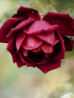 Beautiful Rose Flower Macro Iphone   Wallpaper Ilikewallpaper Com