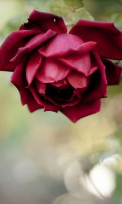 Beautiful Rose Flower Macro Iphone   Wallpaper Ilikewallpaper Com