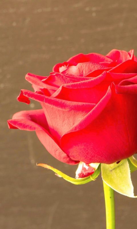 Flowers A Beautiful Red Rose High Quality Wallpapers     X