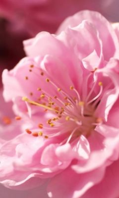 Beautiful Pink Flower Wallpaper For Samsung Note       X