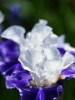 Beautiful Irises Flowers Wallpapers Pictures