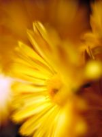 Beautiful Chrysanthemum Flowers Wallpapers Photos